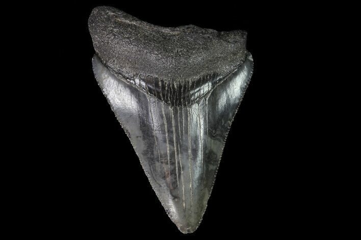Serrated, Juvenile Megalodon Tooth #74280